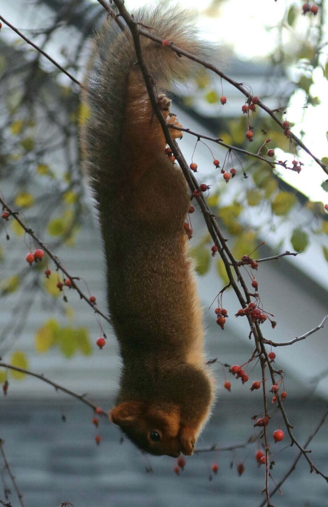 Squirrel